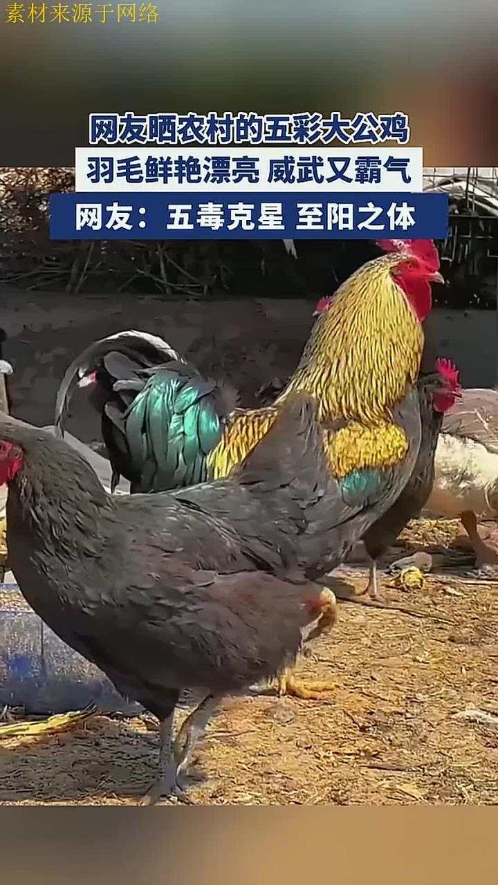 网友晒农村的五彩大公鸡,羽毛鲜艳漂亮 威武又霸气!来源:萌宝砥砺前行 编辑:孙梦