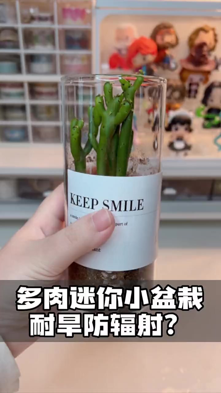 我也就能养养多肉了