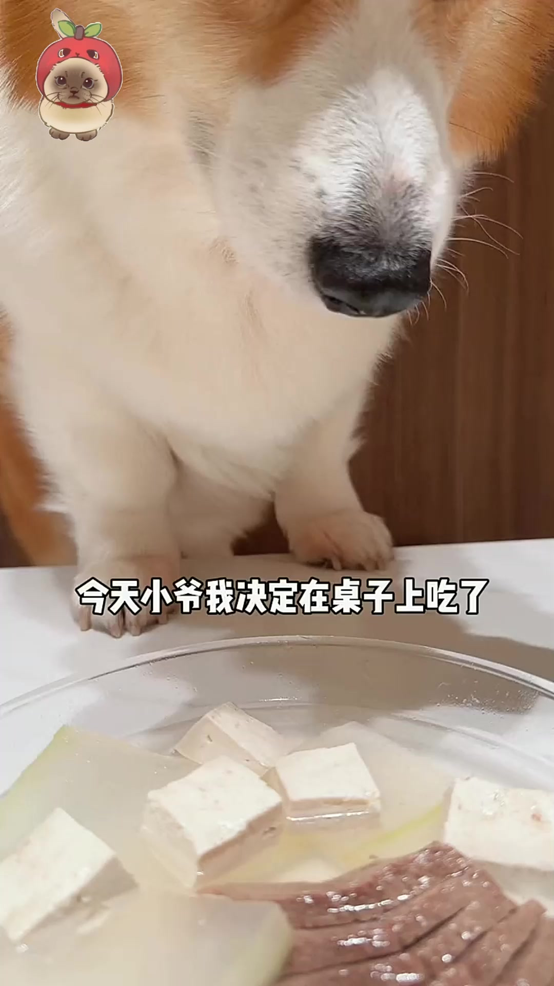 柯基犬喝冬瓜豆腐马肉汤