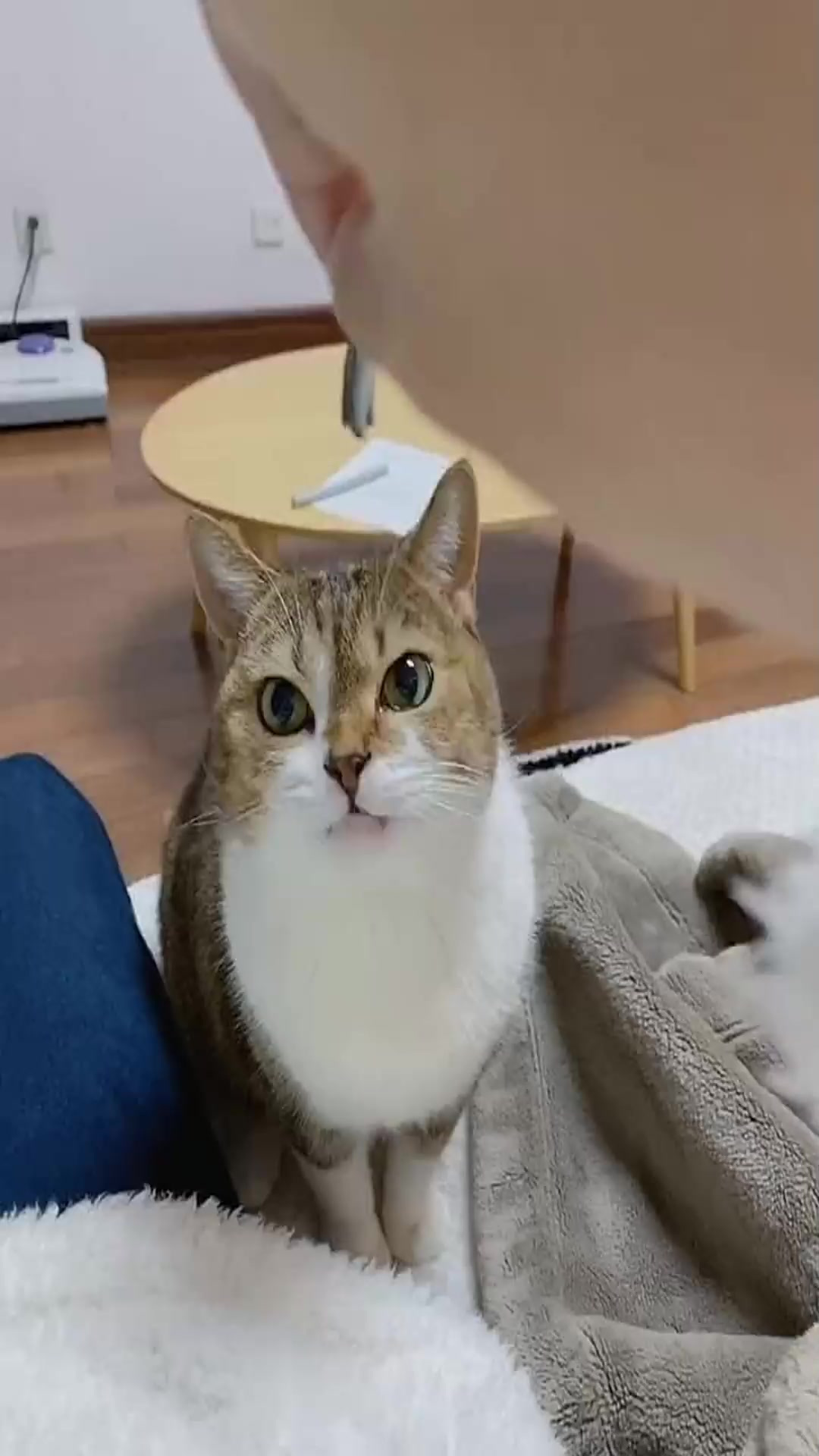 吃小鱼干啦,被猫咪的可爱俘虏