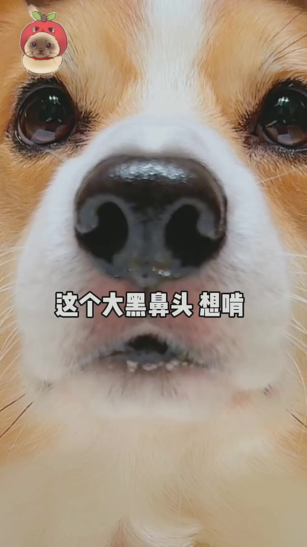 狗狗喝玉米笋火鸡汤