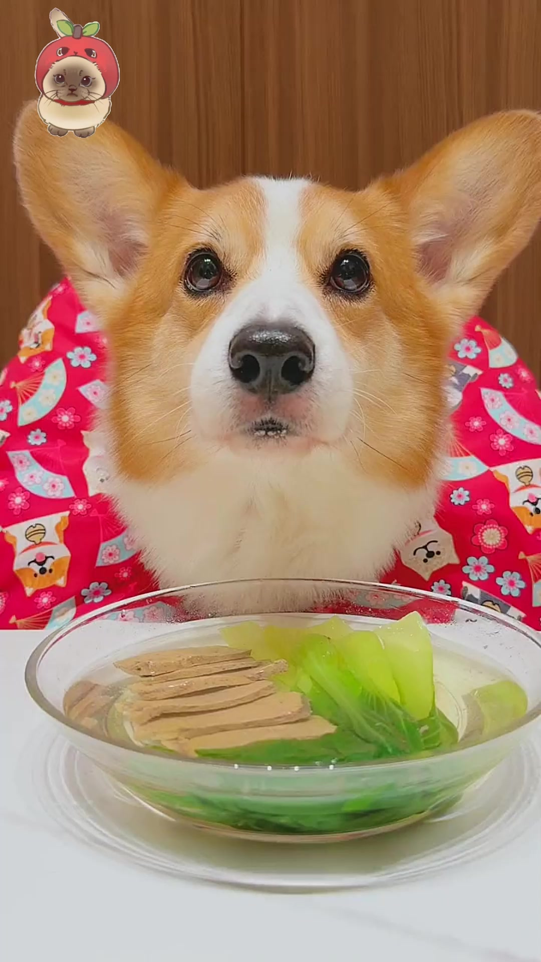 狗狗喝上海青牛肝汤