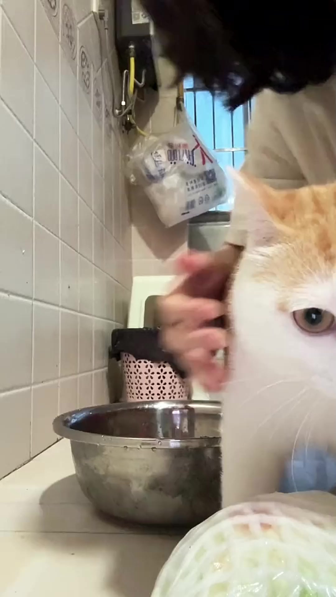 球生菜脆脆的真好吃,记录小猫的日常