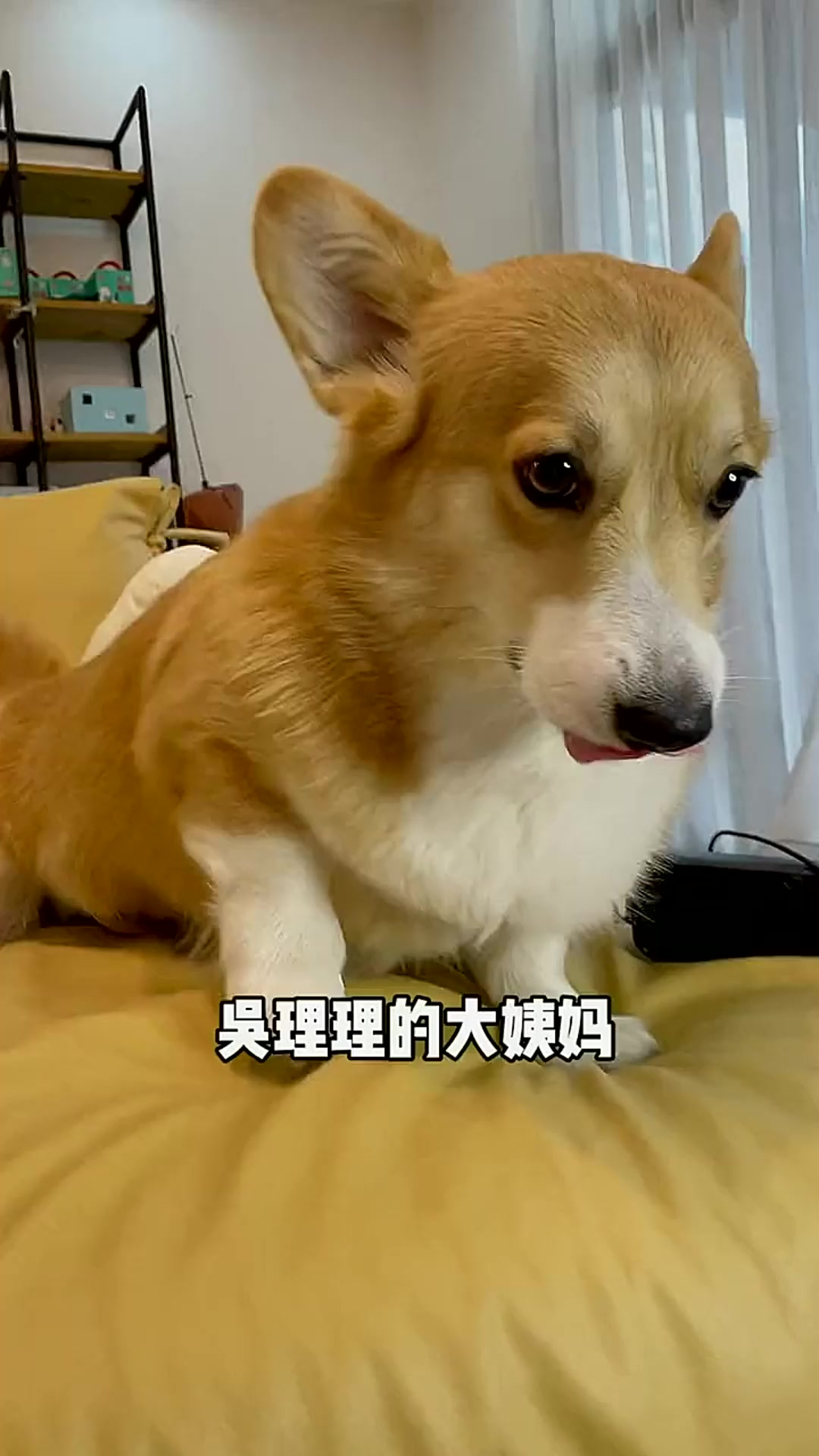 自制狗狗生理裤详细教程,每个人家里都能做