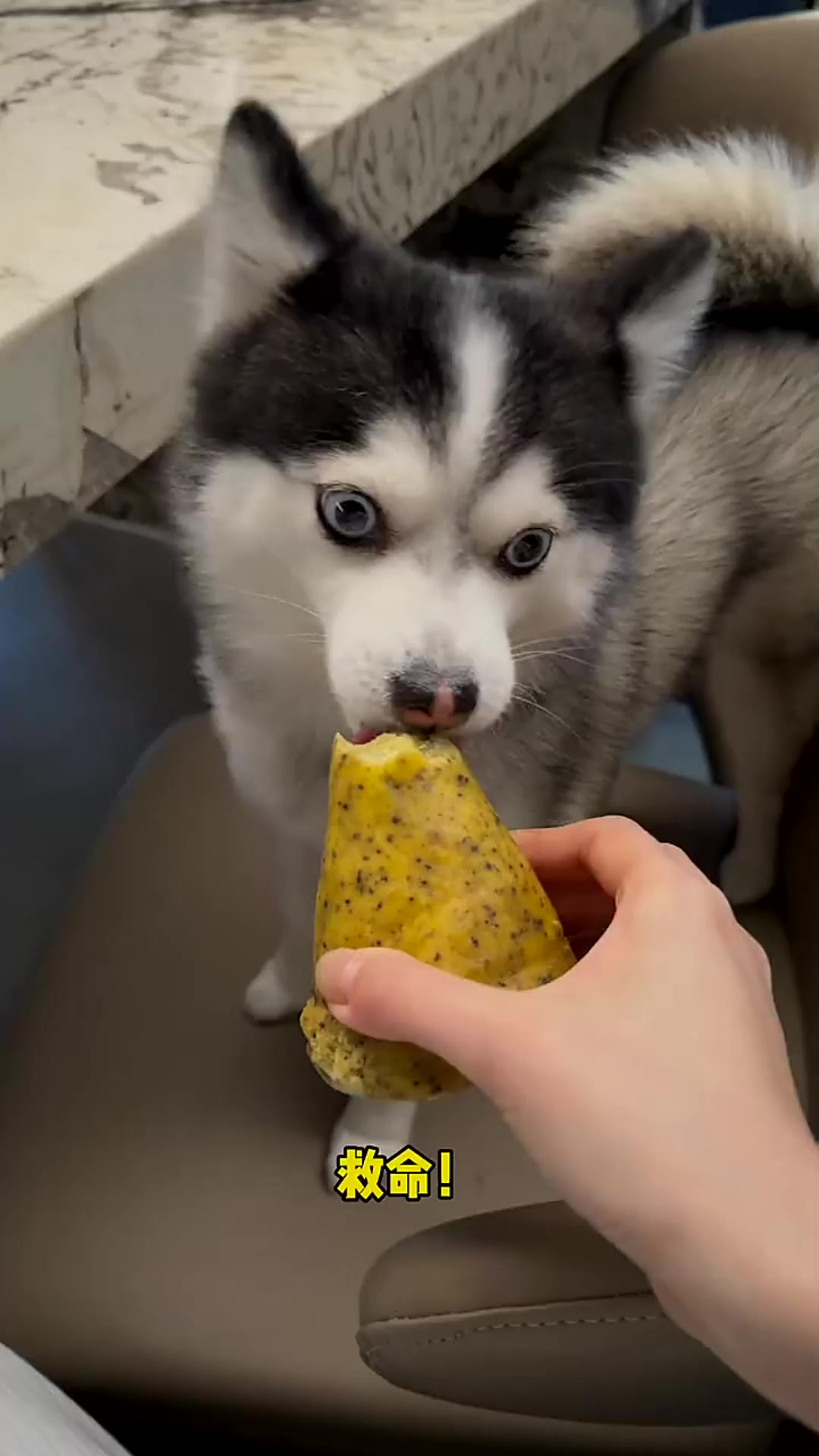 当狗子第一次啃窝窝头