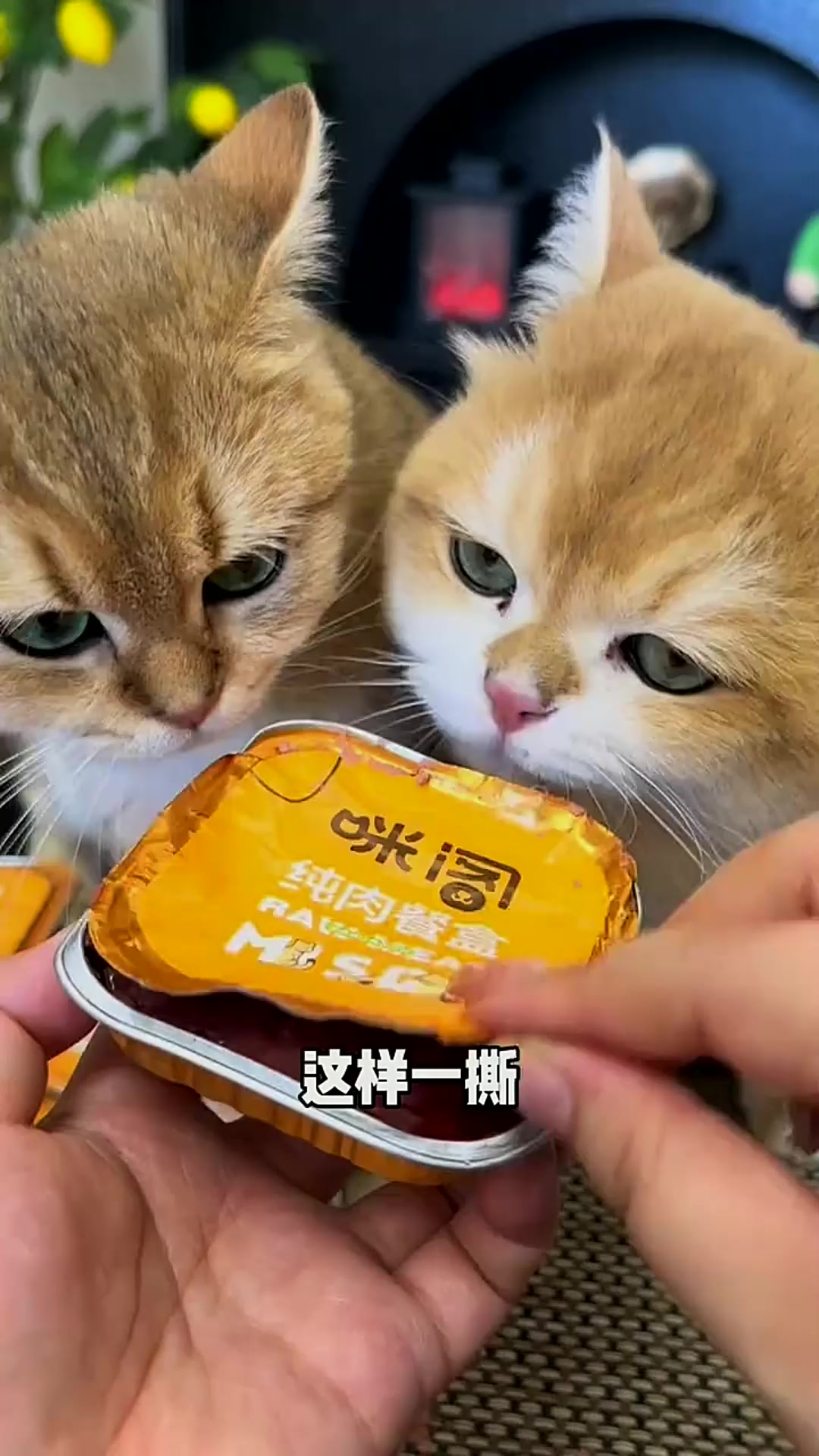 猫咪吃生骨肉的好处太多了!增肥又发腮,像这种打开即食的,省时