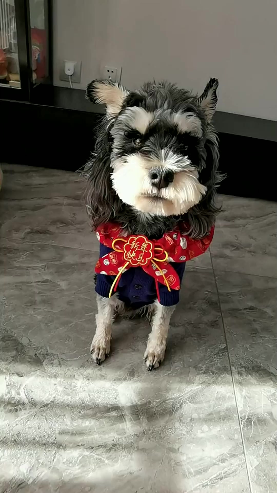快过年了,给狗狗戴上这个中国风的围巾