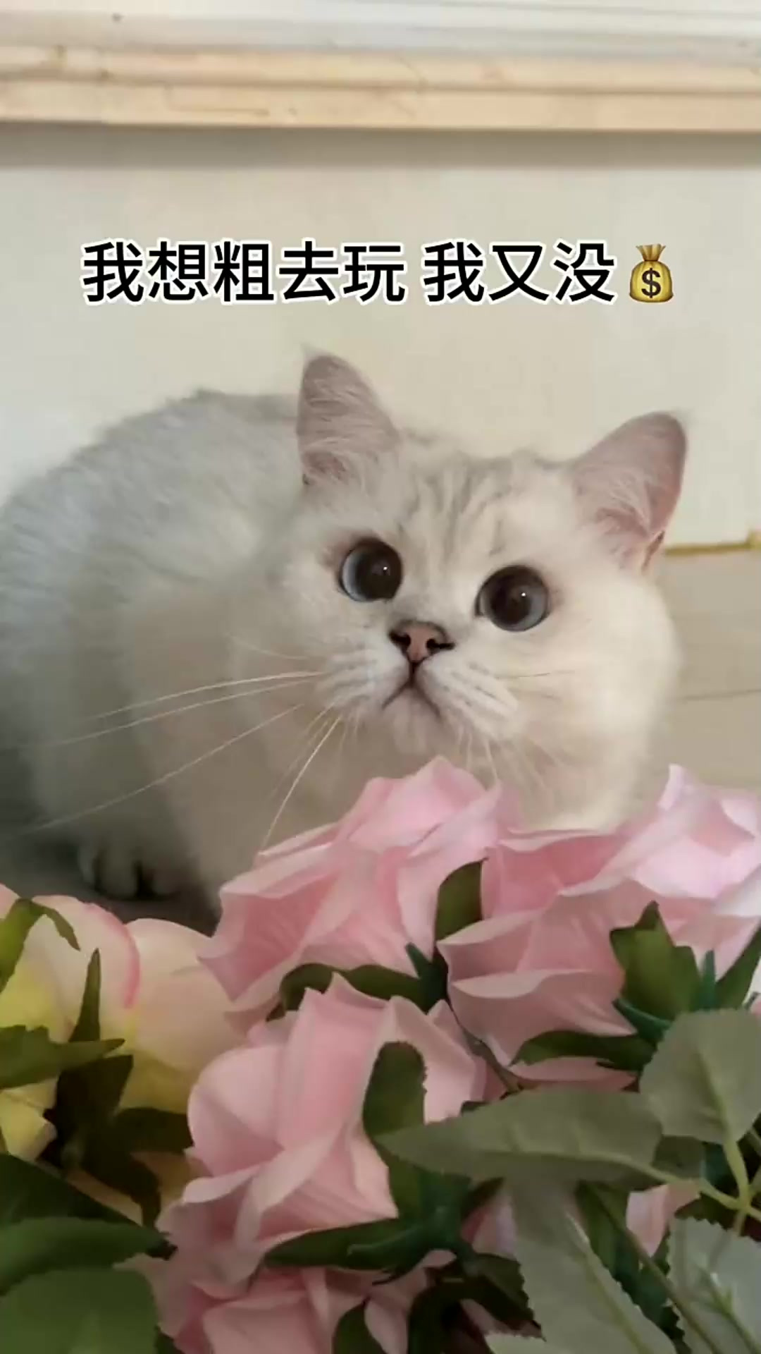 团子也想出去玩,也想喝奶茶吃炸鸡