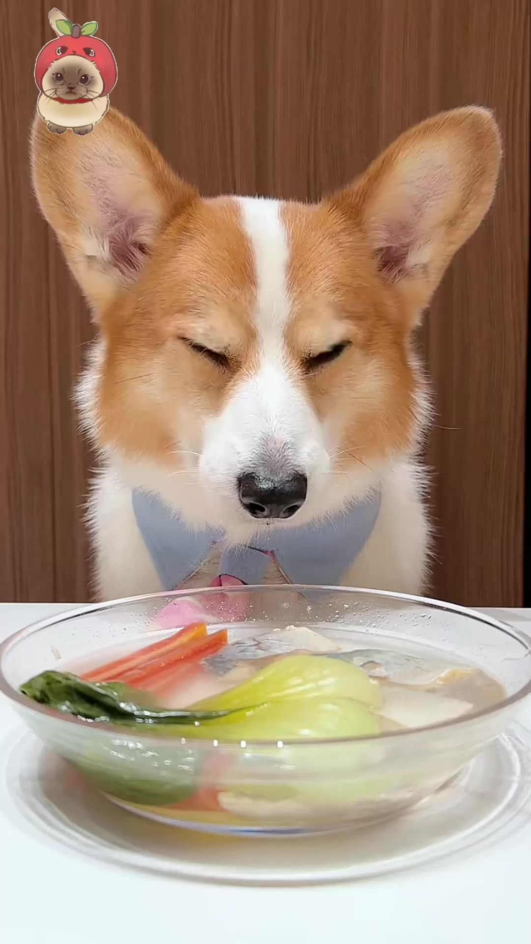 犬喝瓢儿菜青花鱼汤