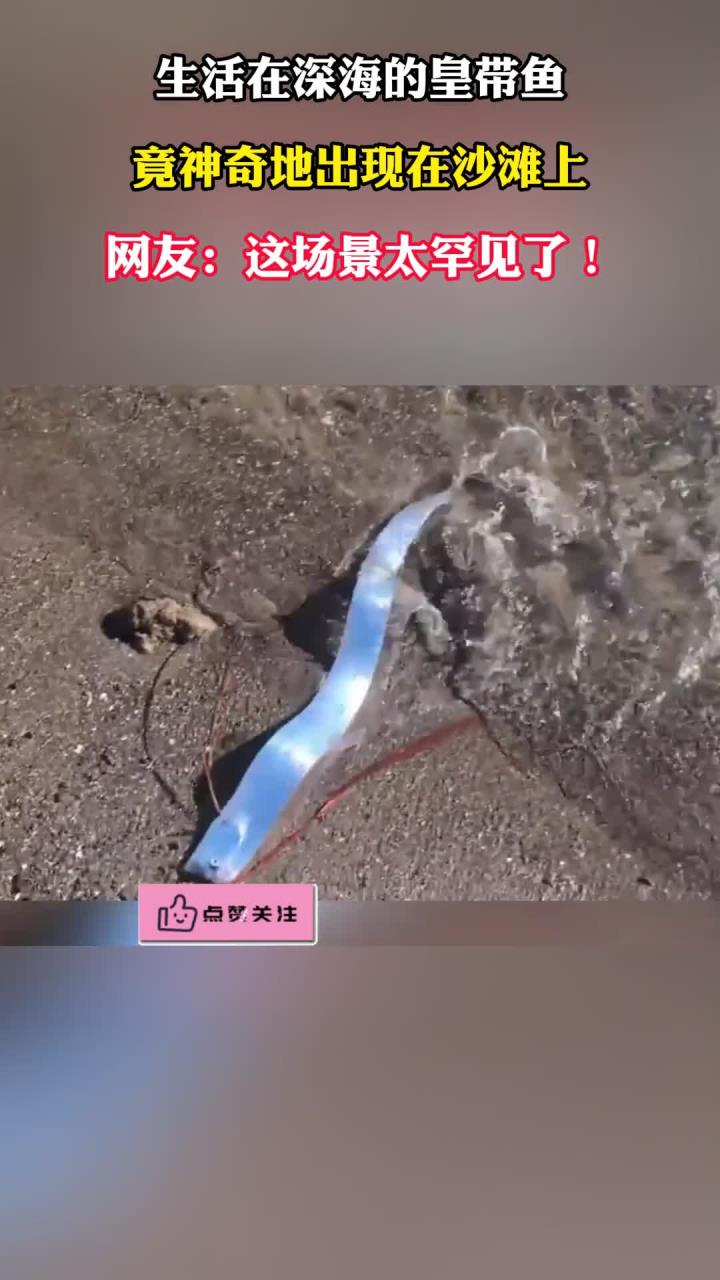 生活在深海的皇带鱼,竟神奇的出现在沙滩上