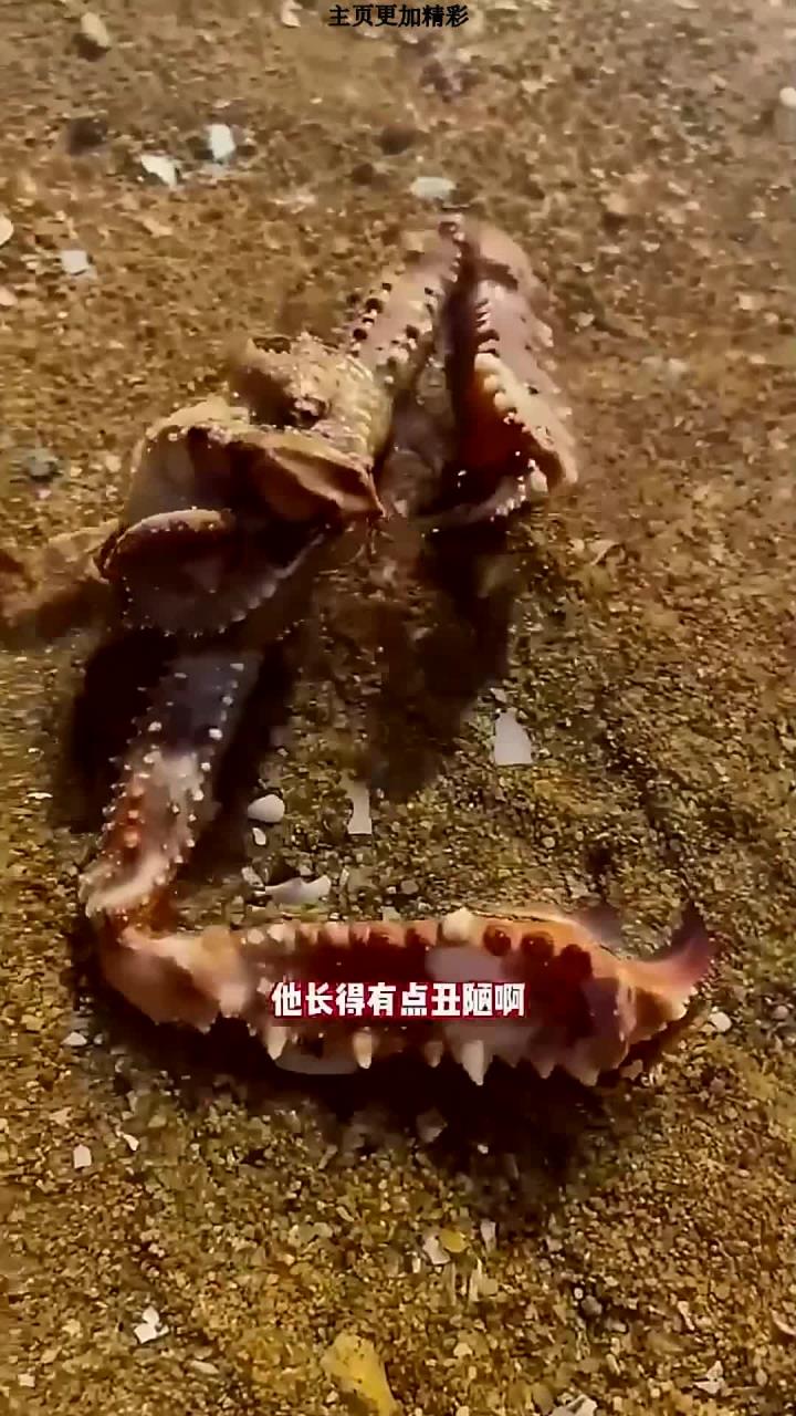 螃蟹大全,给大家科普一下