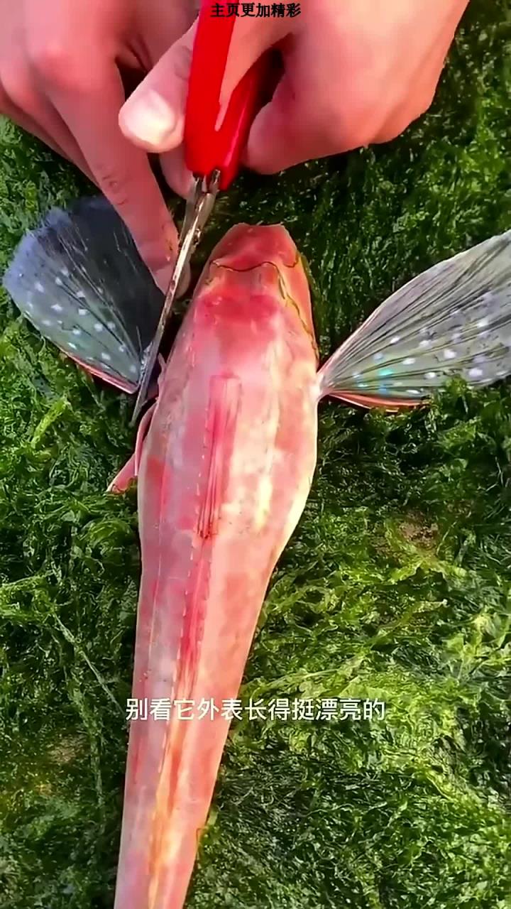红娘子鱼