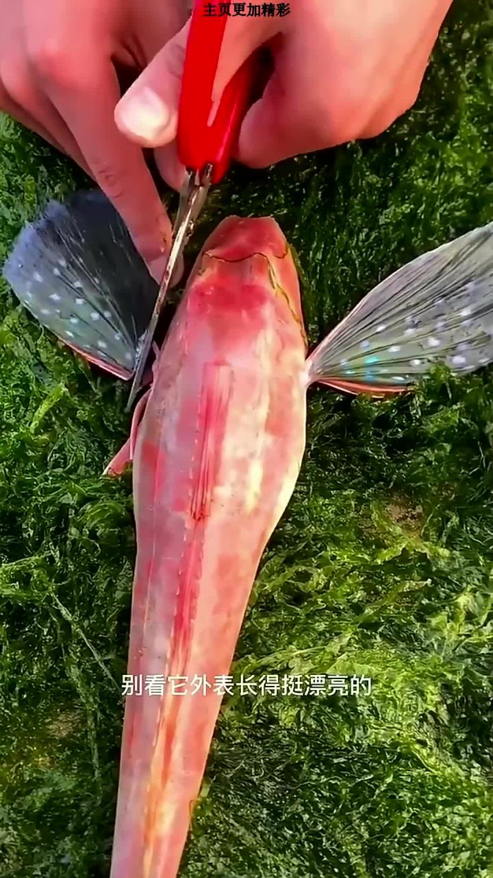 红娘子鱼