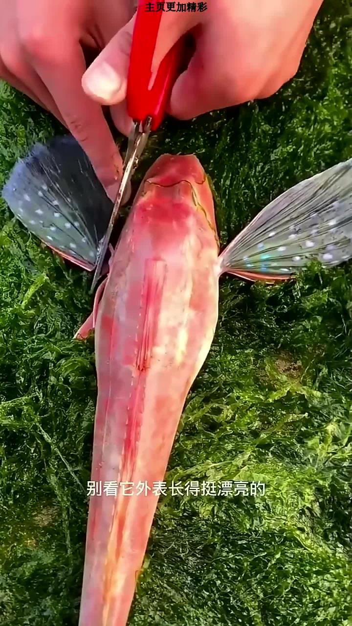红娘子鱼