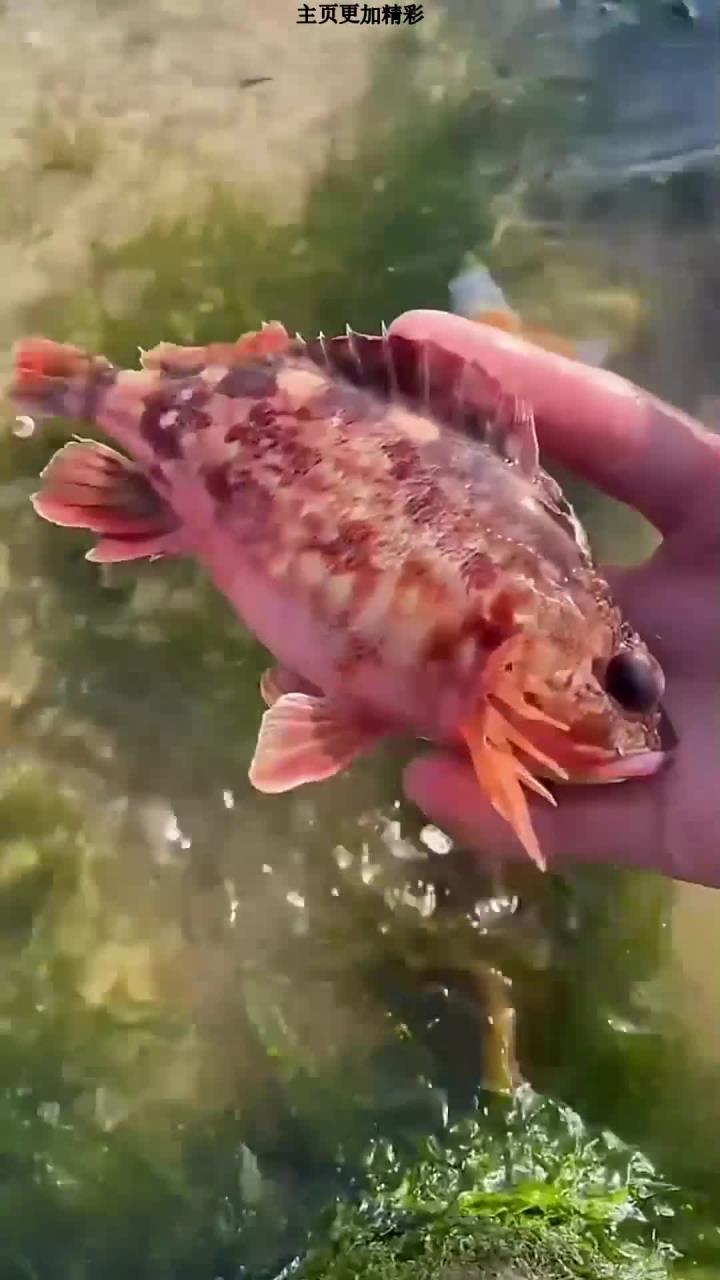 海上劳作忙,发现一条搁浅的红色石斑鱼