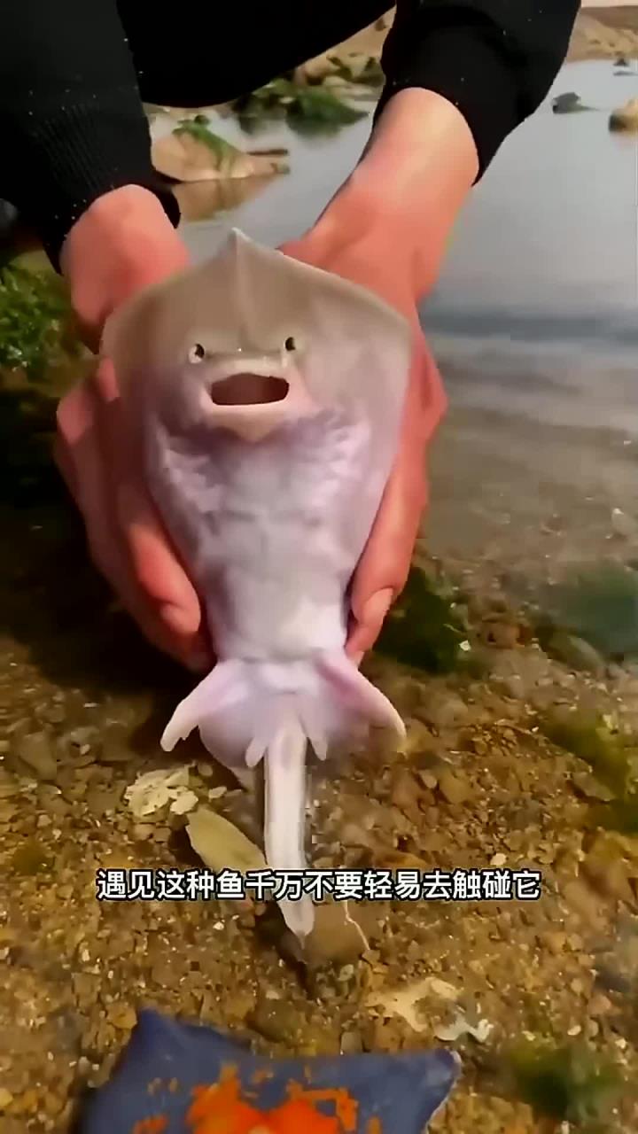 老板鱼