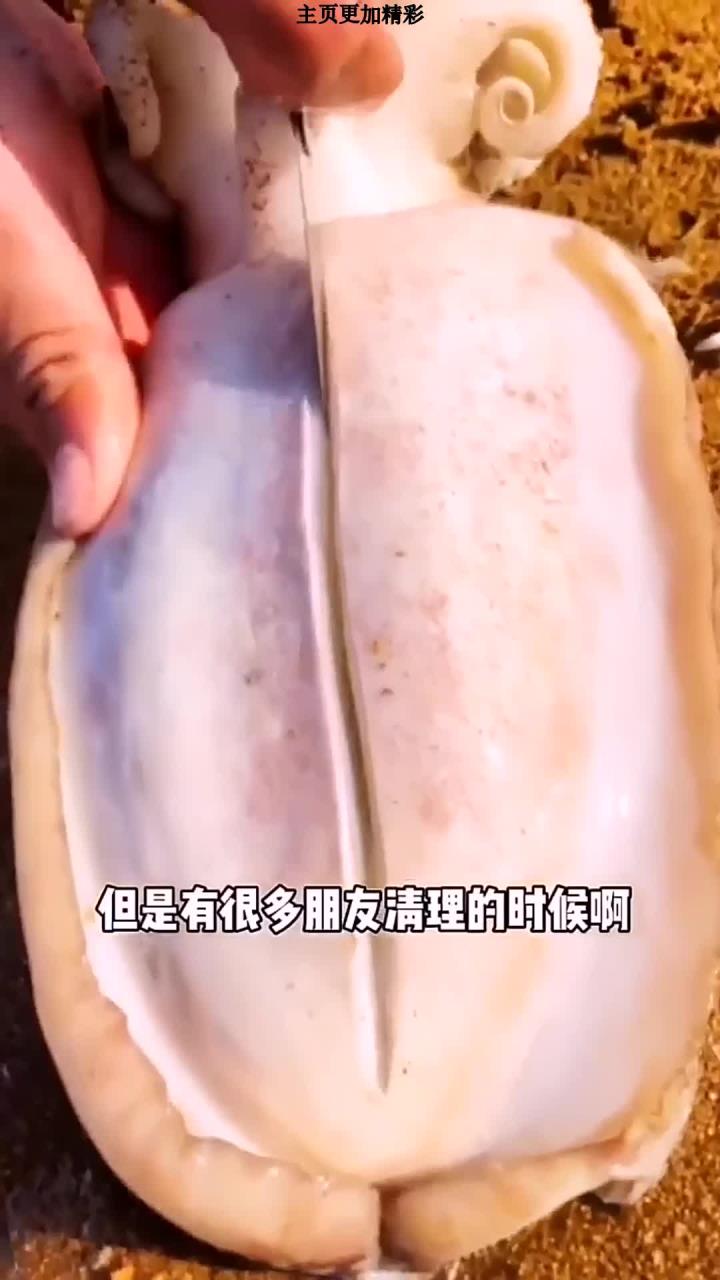 墨鱼骨是很好的中药材