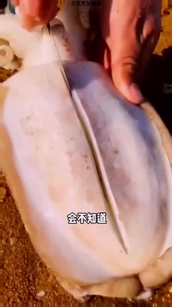 墨鱼骨是很好的中药材