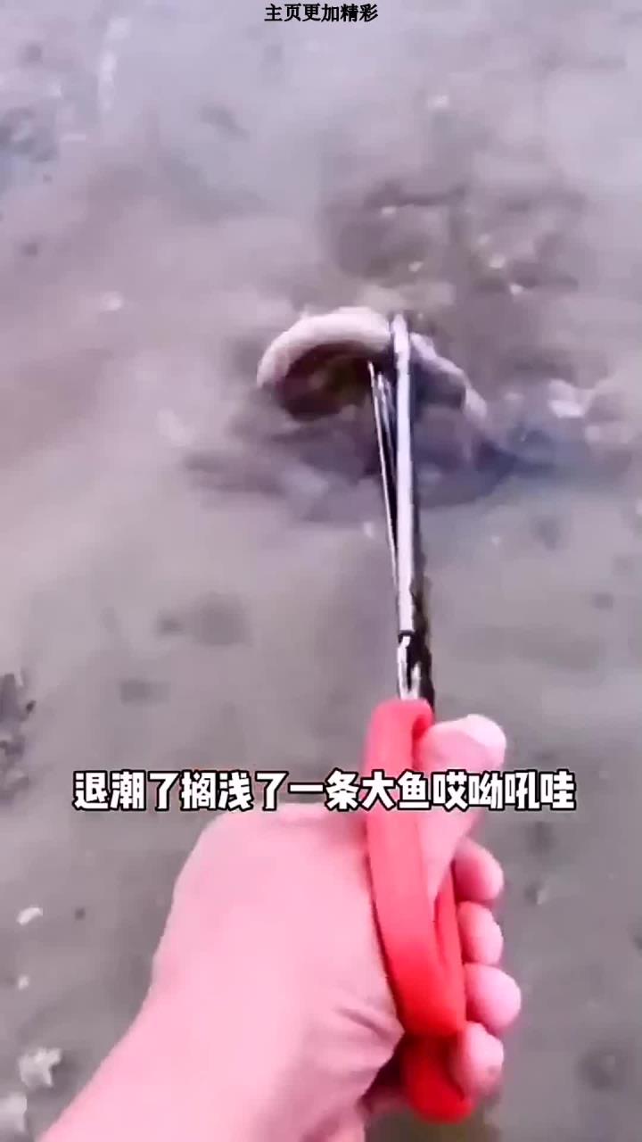 今天抓到一只大龙尾鱼,放生了它