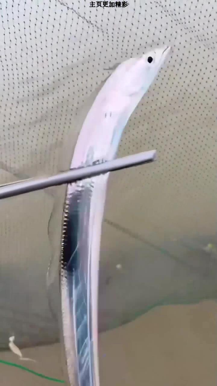 活体带鱼,赶海在围栏里抓到一只带鱼,活蹦乱跳的,身体颜色银晃晃的,非常漂亮,大海