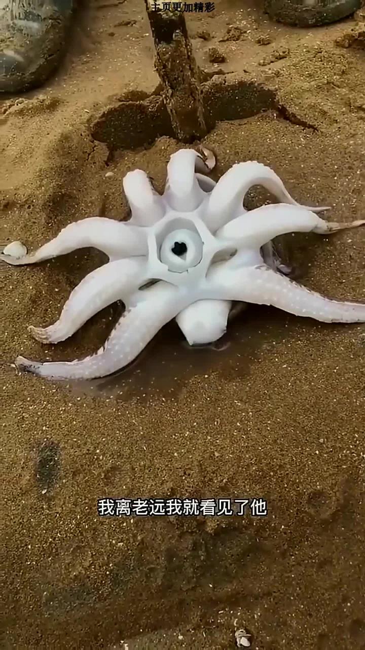 发现一只超级大墨鱼
