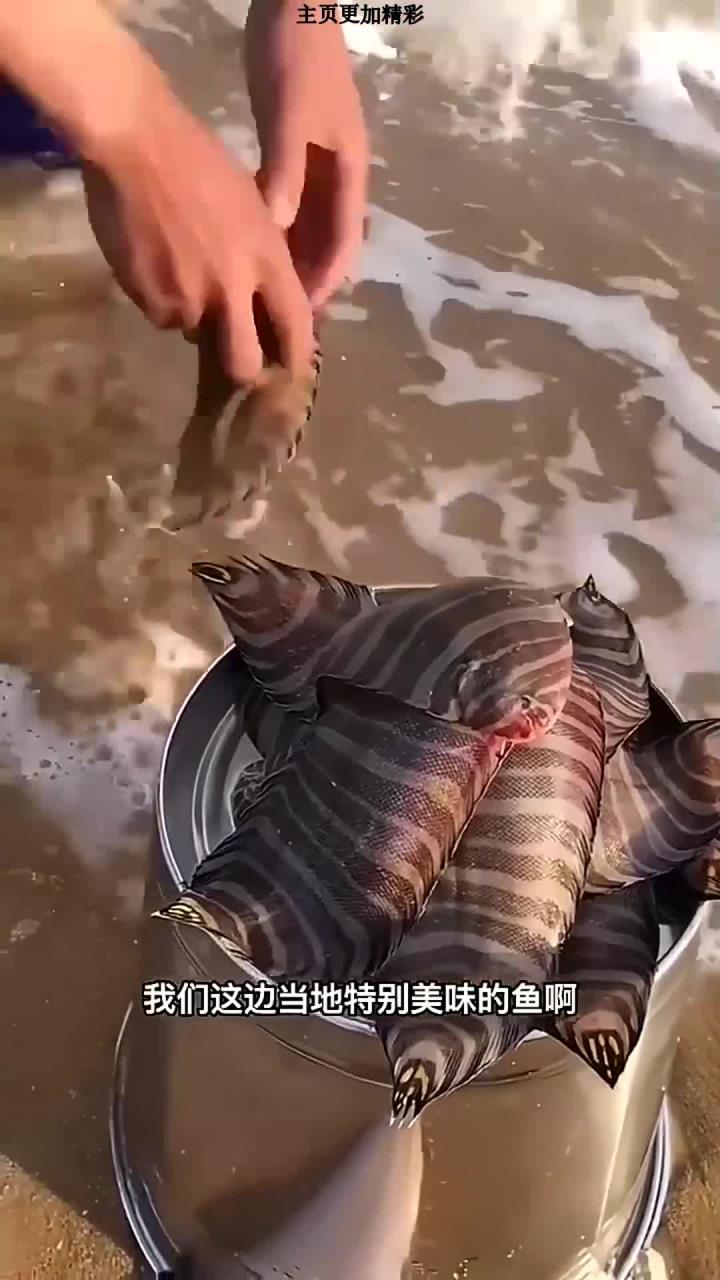 踏板鱼,有些地方叫龙利鱼