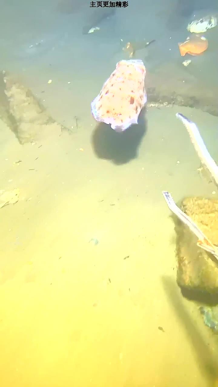 潜水遇到海葵上睡觉的小丑鱼,还抓到大青蟹