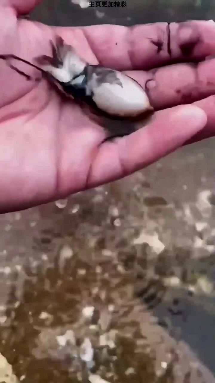 赶海发现一条绿色的什么鱼,有小伙伴们认识的么?还有许多有趣的海洋小生物