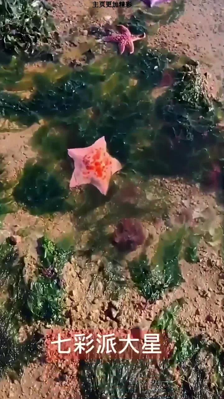 赶海抓派大星了