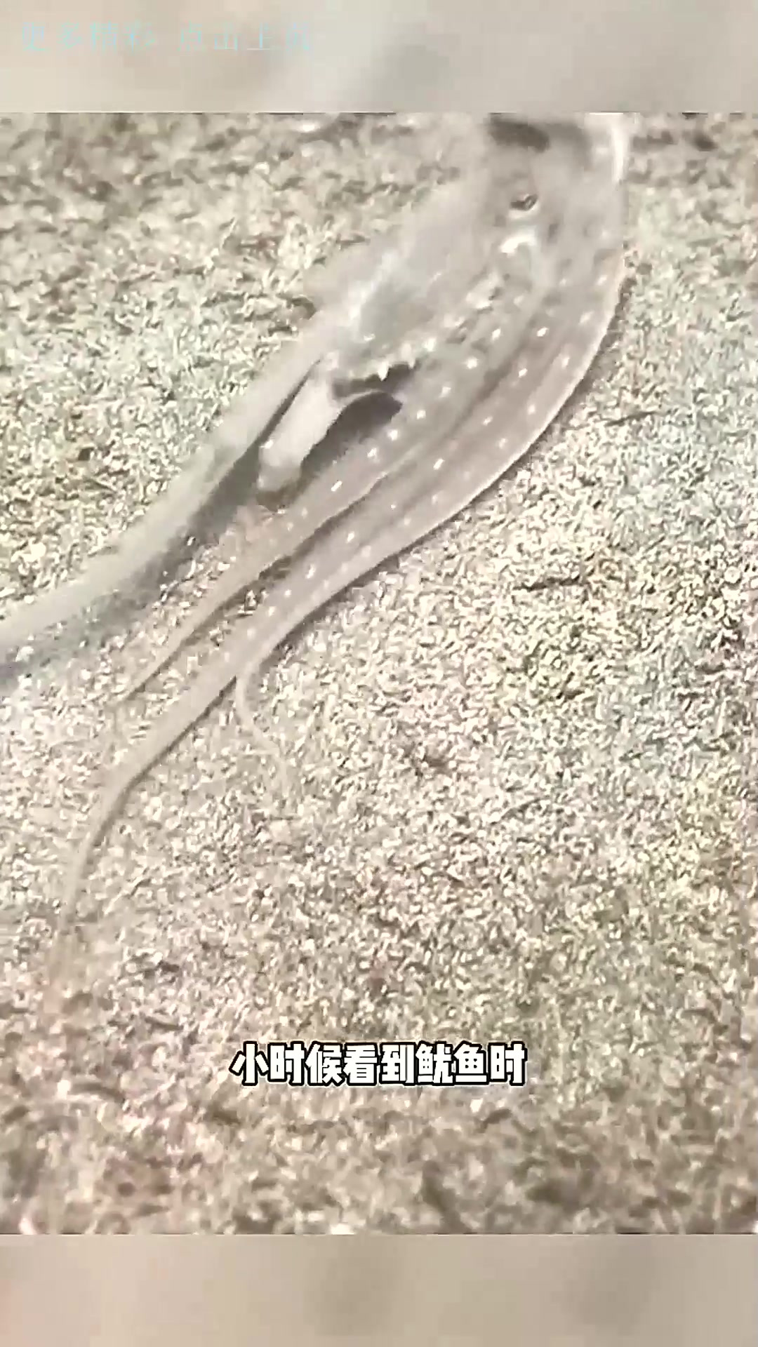 鱿鱼在水里是怎么移动的?