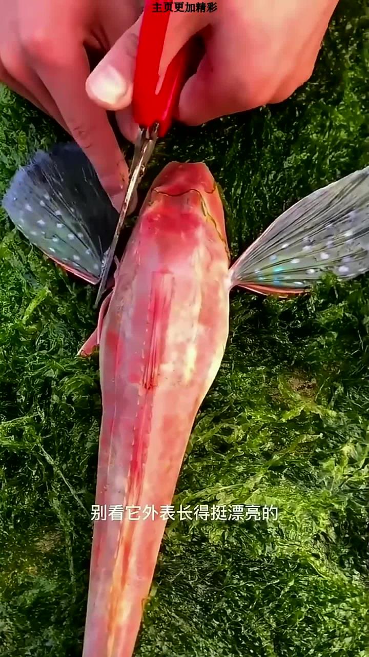 红娘子鱼