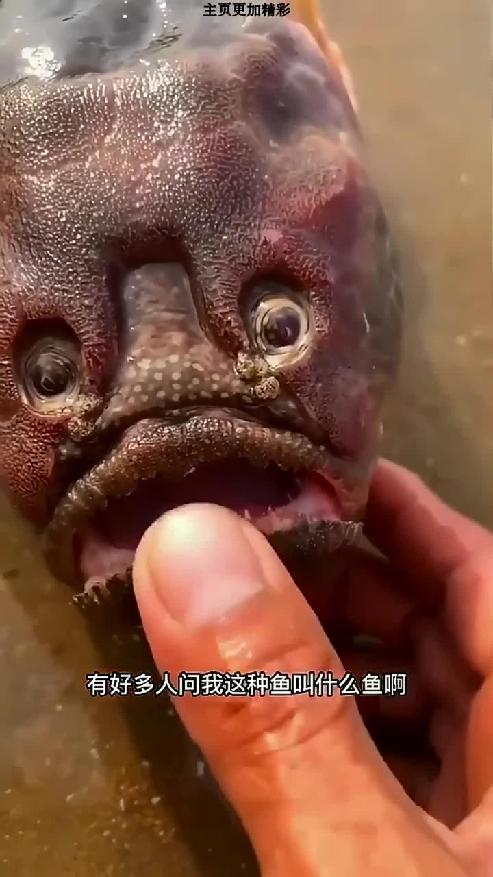 这六眼飞鱼大家以前见过吗?