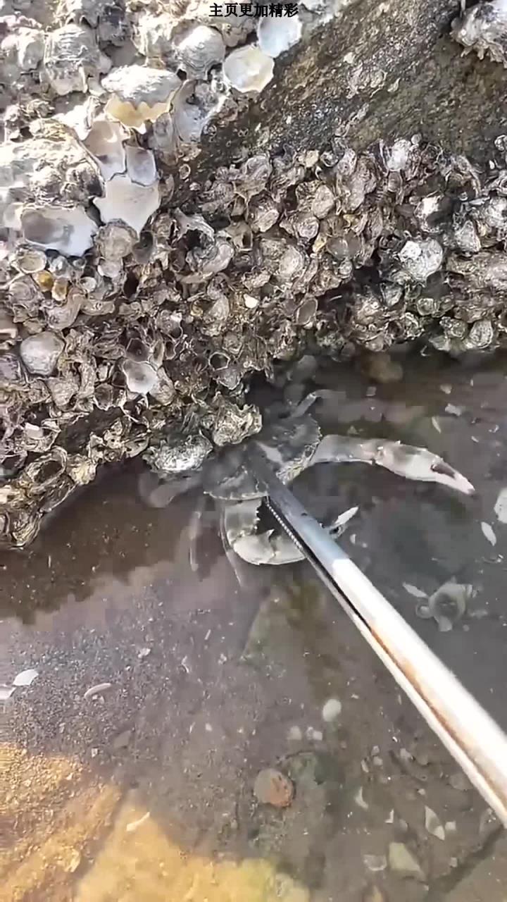 赶海在浅水区发现石九公,这种鱼身上是红色有斑点肉质鲜美,还有许多有趣的海洋小生物