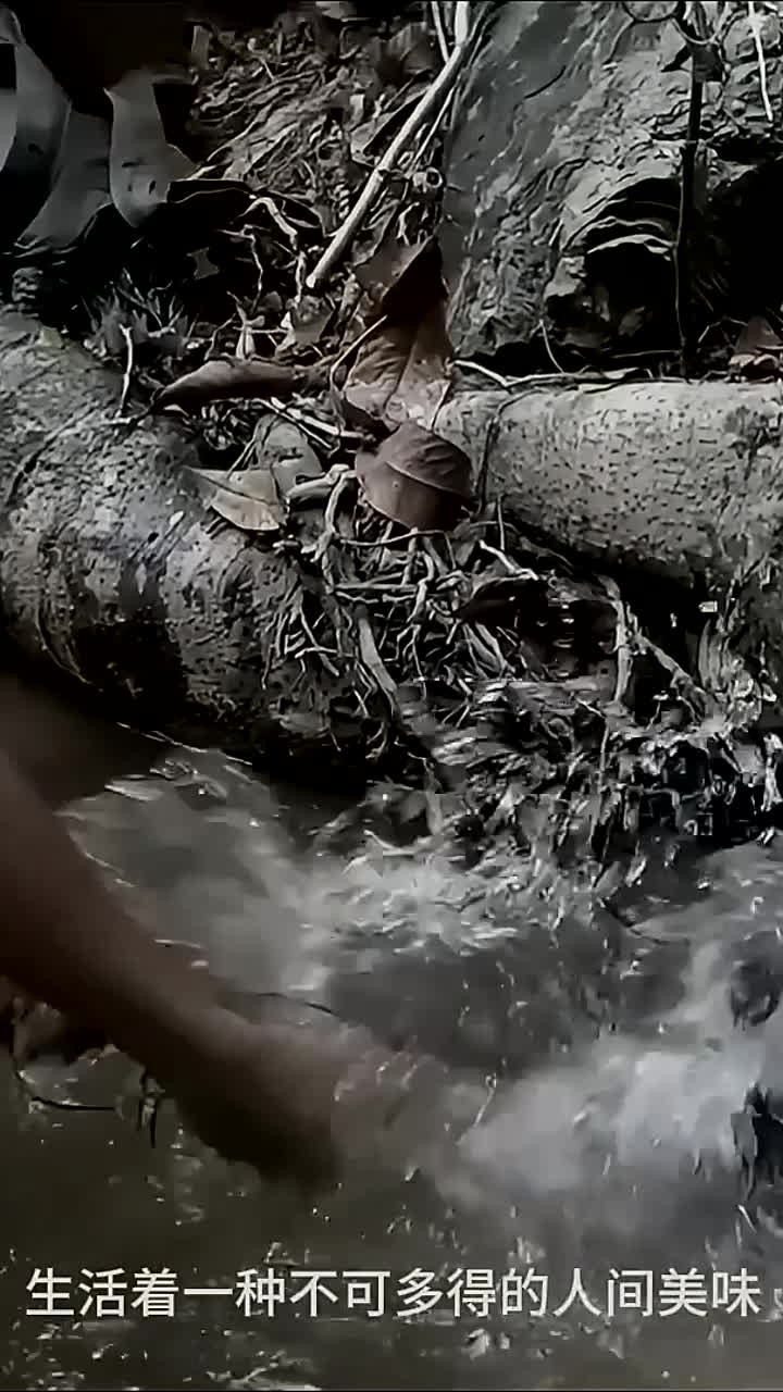 户外捕鱼:渔民在深山老林里寻钓凶猛粗壮的三江鱼