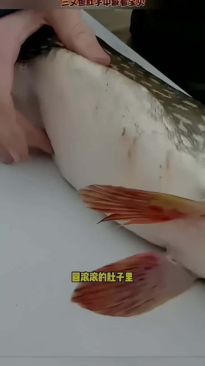 这条鱼的肚子大到爆炸,里面究竟藏着什么东西?