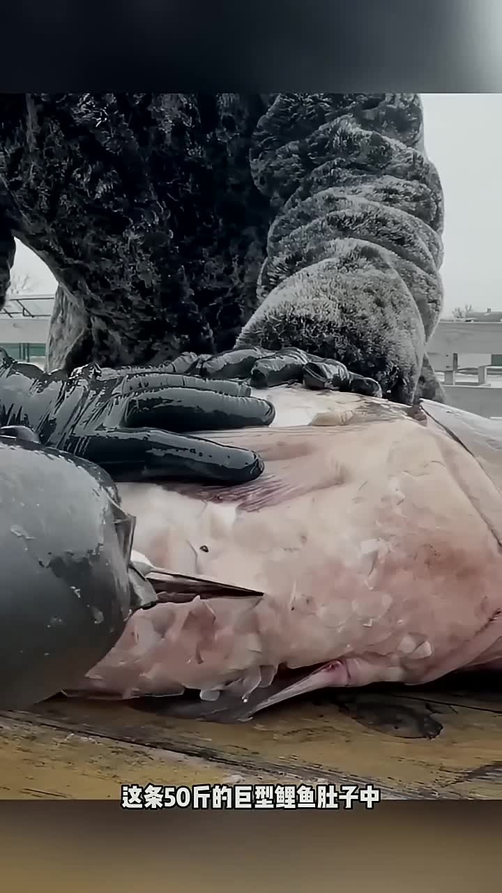 这么大的鲤鱼你吃过吗?