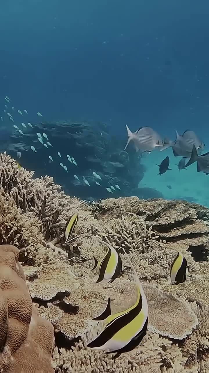 海底世界的珊瑚礁如梦幻般绚烂,五彩斑斓的鱼儿穿梭其间,海草随着水流轻轻摇曳,一切