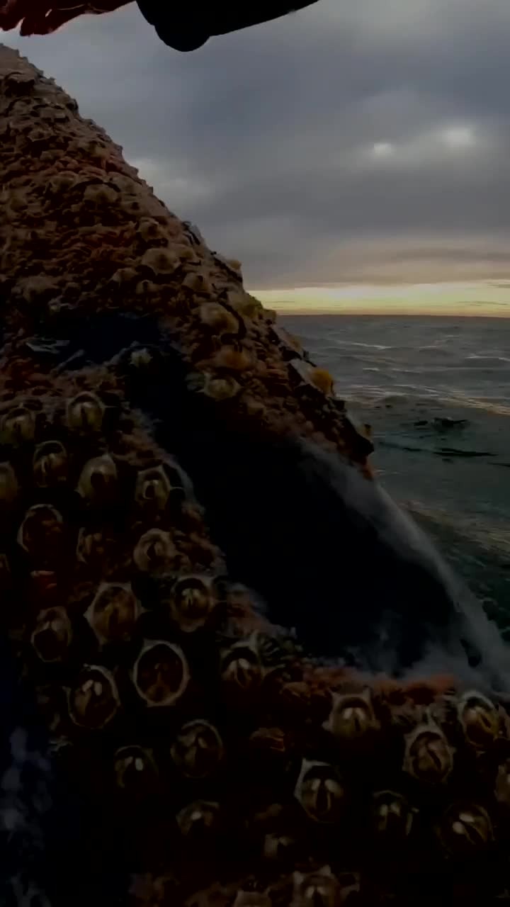 清理藤壶的事件,在海底世界广泛流传,鲸鱼也主动靠近人类,请求帮助