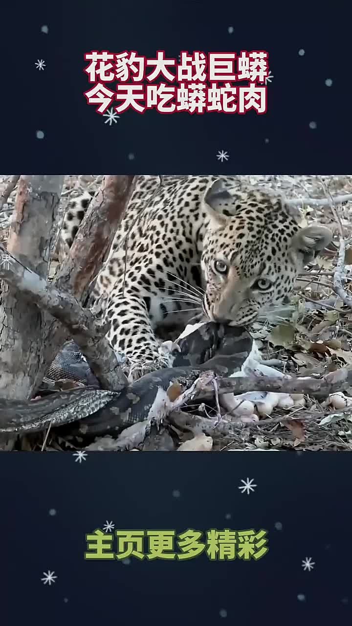 花豹大战巨蟒,今天吃蟒蛇肉!