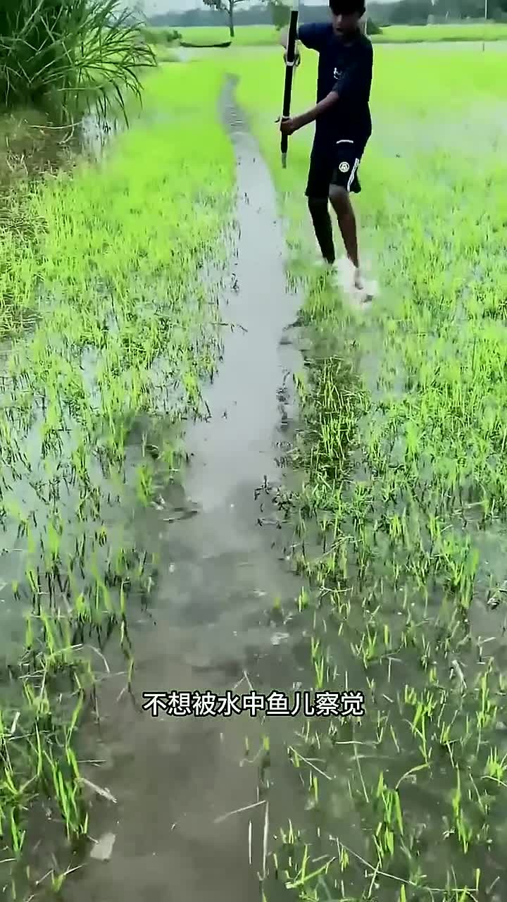 户外捕鱼:渔民兄弟在村里池塘用弓箭射鱼