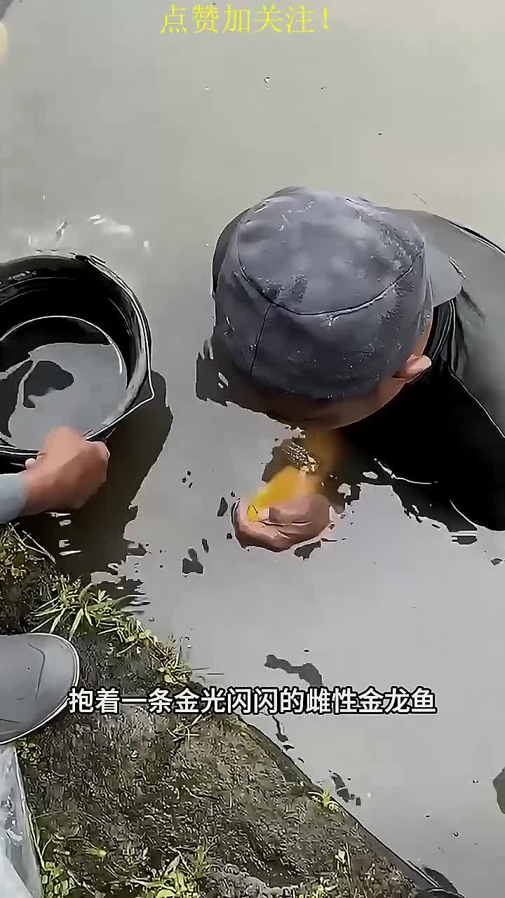 小小鱼卵,大大希望:金龙鱼人工孵化,守护鱼宝宝的成长之路