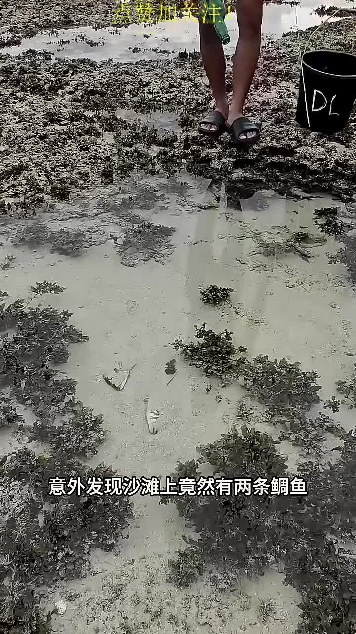 论鲷鱼的自我修养:如何假装自己是一条咸鱼