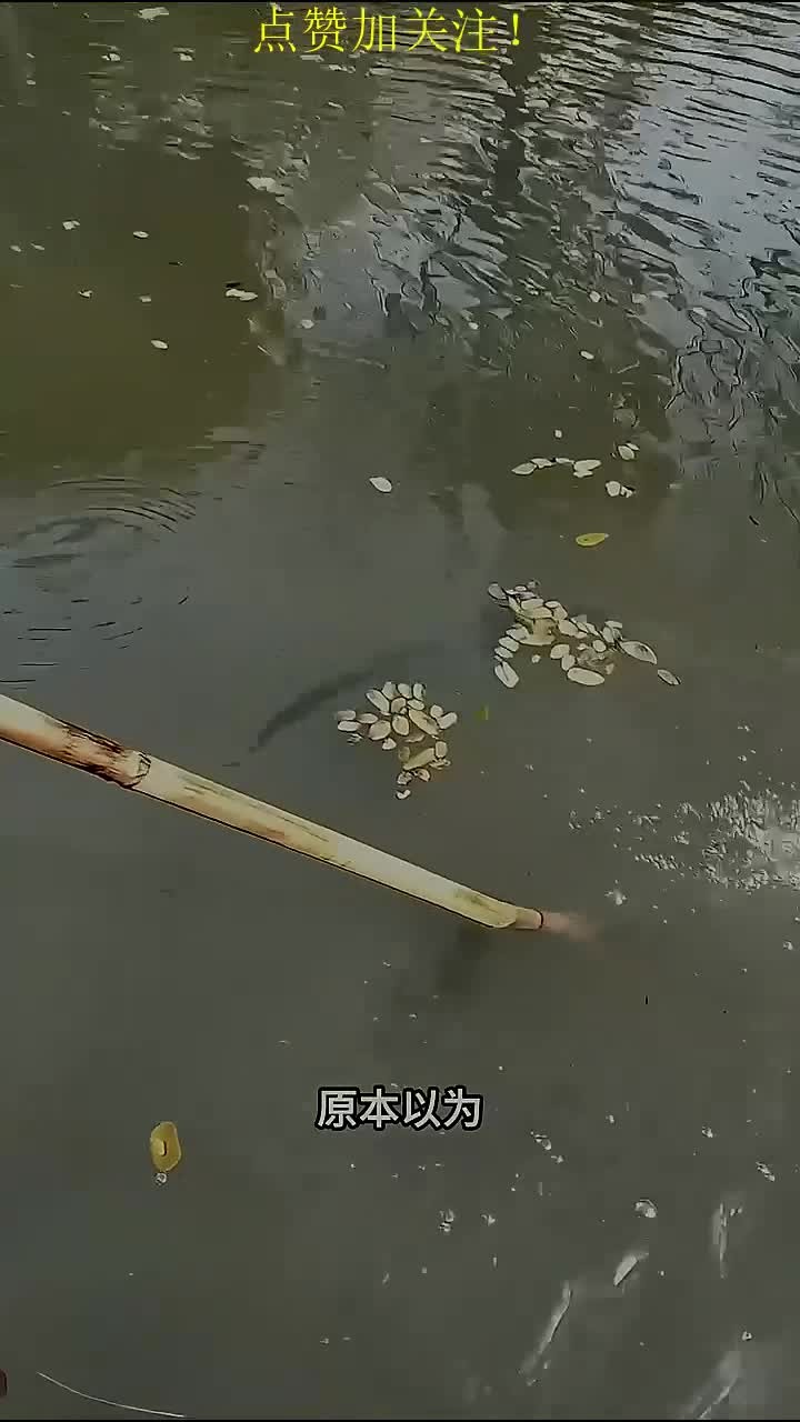 渔民手持鱼叉猛地扎向水面,没想到扎到一堆湿漉漉的树叶