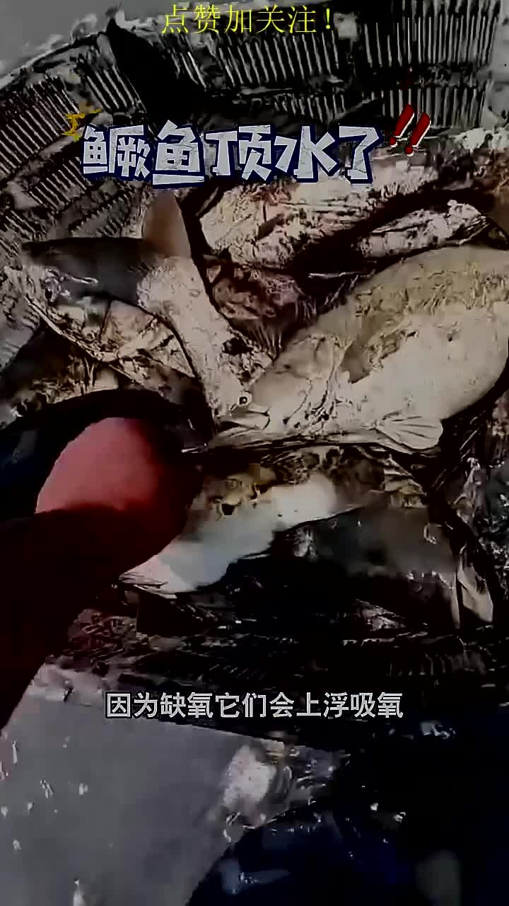 你们见过鳜鱼顶水吗?