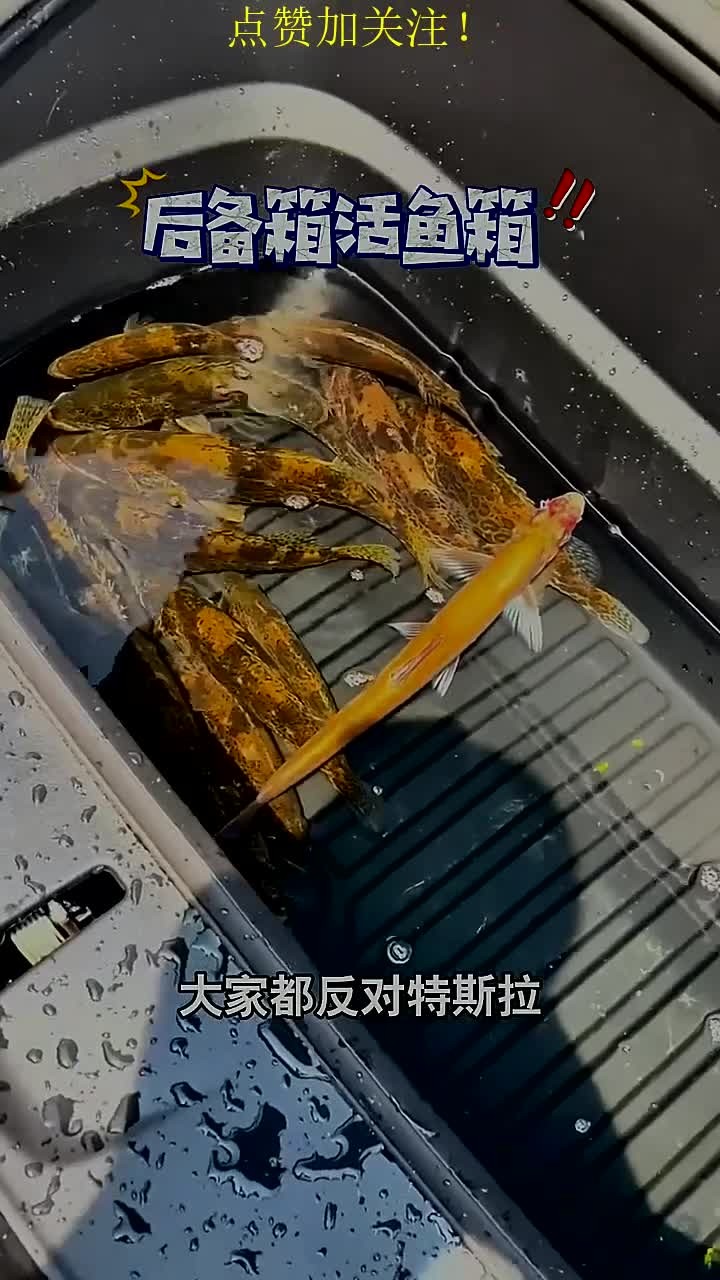 特斯拉对钓鱼人太友好了,后备箱居然可以装鱼