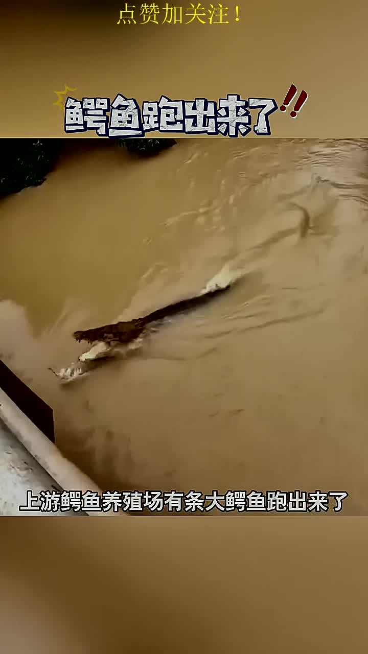 表弟说上游鳄鱼养殖场有条大鳄鱼跑出来了
