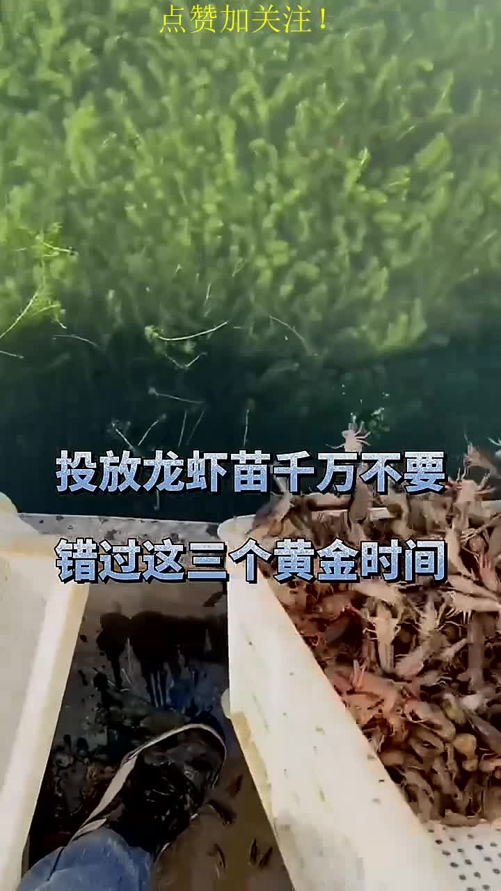 投放龙虾苗的三个黄金时间