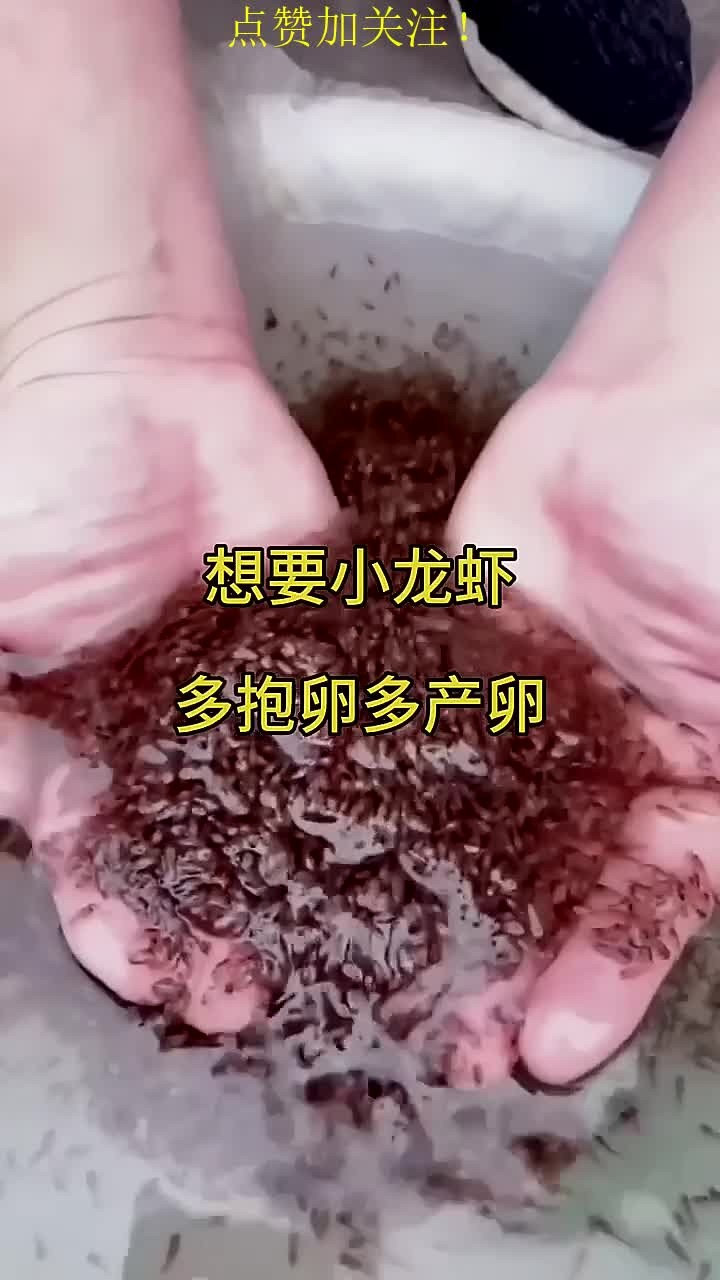 小龙虾的繁殖习性你了解吗