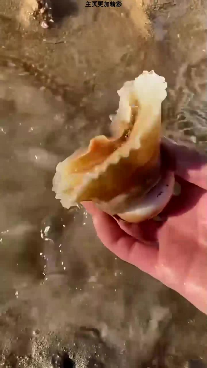 赶海发现搁浅的红色的蝴蝶鱼