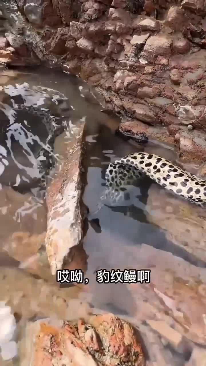 豹纹鳗死亡缠绕 艰难制服